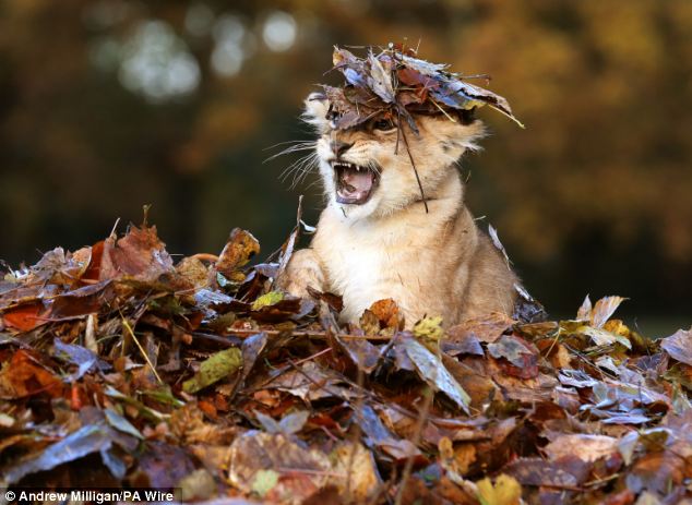 Lion Cub Karis playing in leaves at Blair Drummond Safari Park (1)